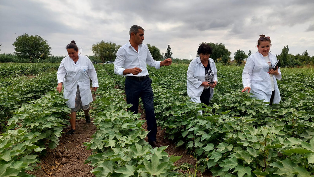 Un groupe de quatre experts agricoles, dont trois femmes en blouse blanche et un homme, inspectent un champ de coton.