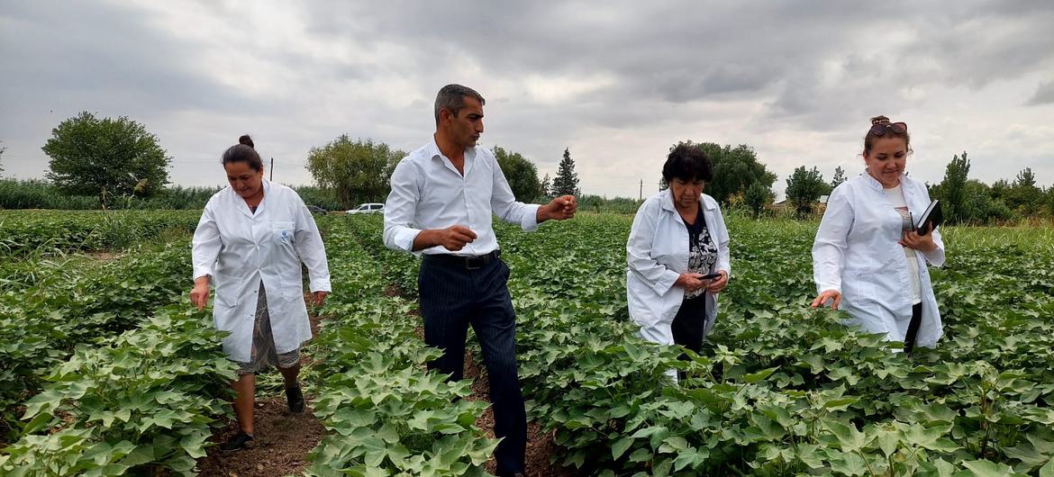 Изотопные методы помогают азербайджанским ученым и фермерам получать важные данные, позволяющие оптимизировать использование удобрений и повысить эффективность производства хлопка, оберегая при этом здоровье почвы.