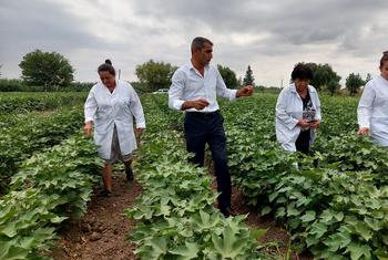 Изотопные методы помогают азербайджанским ученым и фермерам получать важные данные, позволяющие оптимизировать использование удобрений и повысить эффективность производства хлопка, оберегая при этом здоровье почвы.