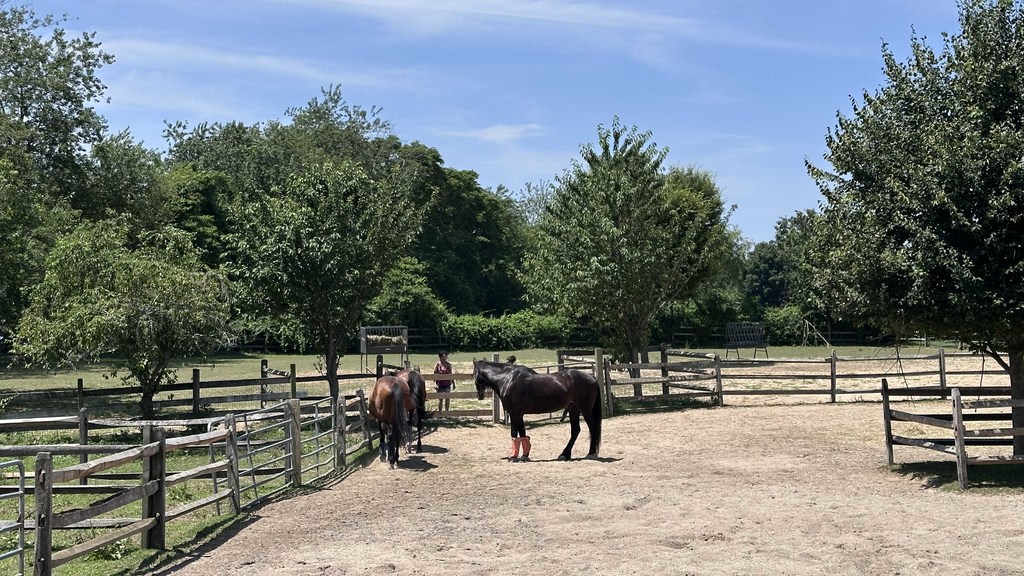 Caballos del santuario Spirit’s Promise, en Long Island, Nueva York.