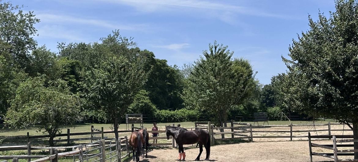 Located on Long Island New York's scenic North Fork, Spirit's Promise provides a sanctuary of healing for both animals and humans alike. Located on Long Island New York's scenic North Fork, Spirit's Promise provides a sanctuary of healing for both animals and humans alike.