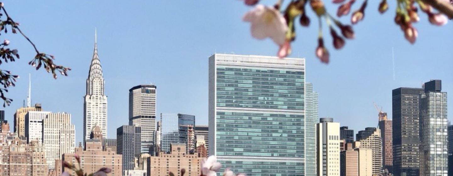UN Headquarters building with the Chrysler Building in the background, framed by cherry blossom branches.