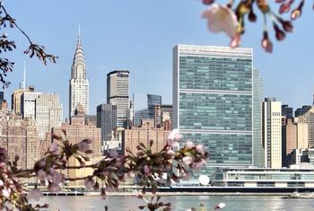 UN Headquarters building with the Chrysler Building in the background, framed by cherry blossom branches.