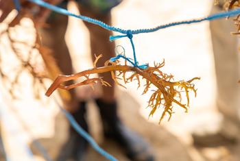 Быстрорастущий, самоочищающийся вид морского мха Eucheuma cottonii позволяет получать необходимое для рентабельного коммерческого производства количество и качество продукции.