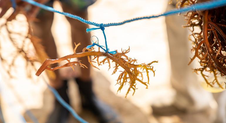 Быстрорастущий, самоочищающийся вид морского мха Eucheuma cottonii позволяет получать необходимое для рентабельного коммерческого производства количество и качество продукции.