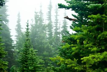 Более половины всех лесов мира сосредоточено в пяти странах – России, Бразилии, Канаде, США и Китае. 