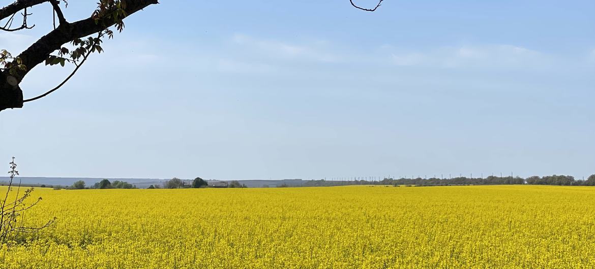 Рапсовое поле в Молдове.