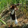 Relatório Estado da Alimentação e Agricultura, Sofa 2022 cita impacto nos setores de café e cana de açúcar do Brasil.