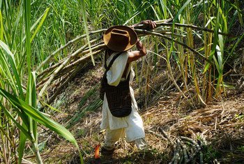 Relatório Estado da Alimentação e Agricultura, Sofa 2022 cita impacto nos setores de café e cana de açúcar do Brasil.