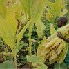 An eight-year-old child skips school in the Kasungu region, Malawi, to help her family in the tobacco fields.