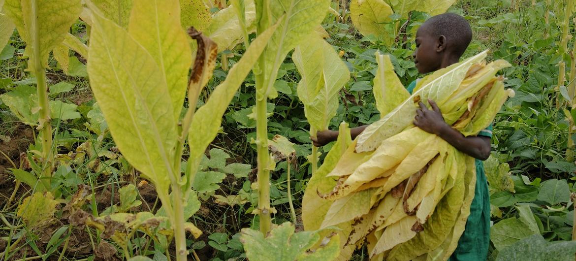 An eight-year-old child skips school in the Kasungu region, Malawi, to help her family in the tobacco fields.