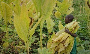 An eight-year-old child skips school in the Kasungu region, Malawi, to help her family in the tobacco fields.