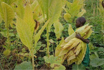 Lorsque la récolte du tabac commence, Ethel, 8 ans, manque l'école pour aider sa famille dans les champs (région du Kasungu, Malawi).