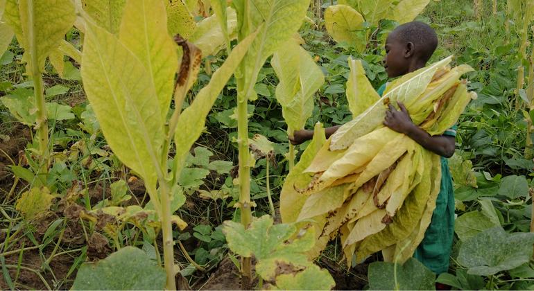 Malavi: Çocuk kaçakçılığı ve zorla çalıştırma binlerce kişiyi tütün tarlalarında çalışmaya zorluyor

 Nguncel.com