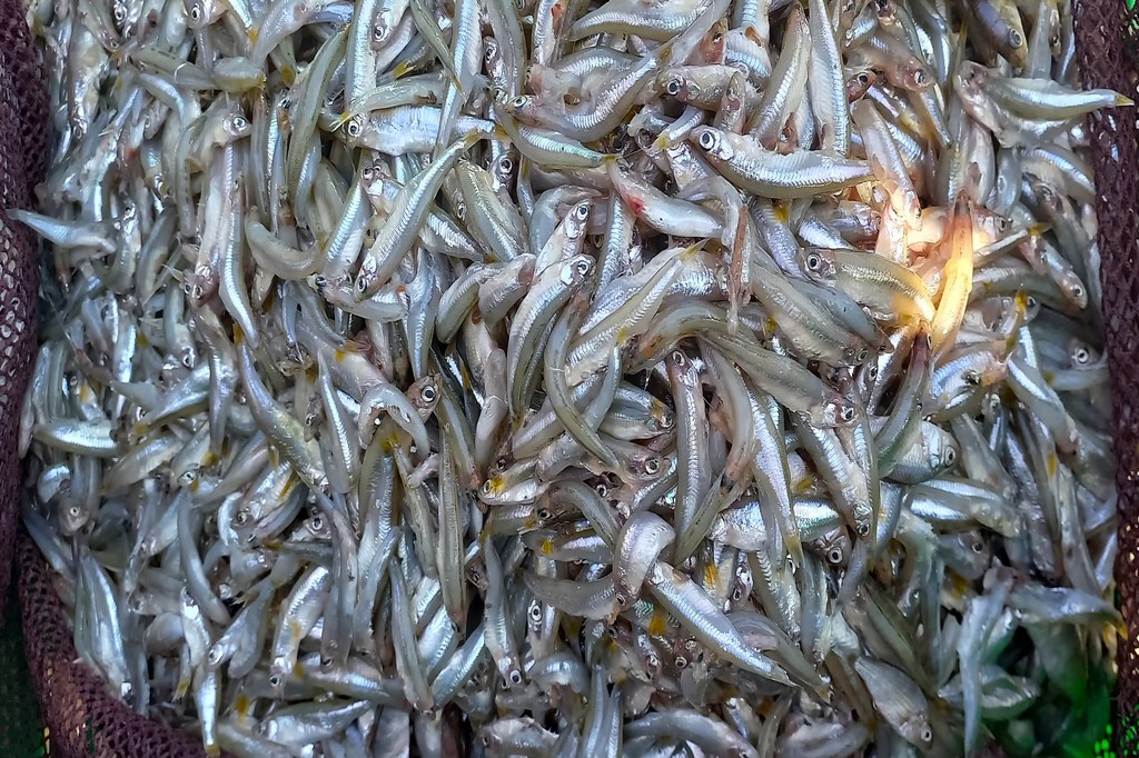 Gros plan sur des poissons dagaa frais dans un filet.