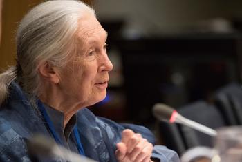 2017年，联合国和平使者珍·古道尔在国际和平日纪念活动上发言。