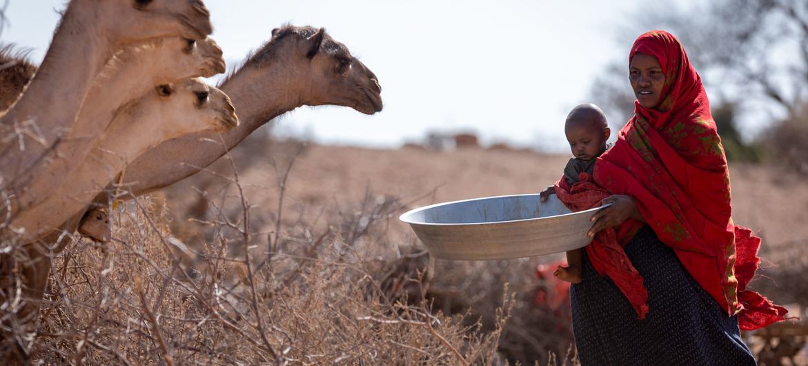 سيّدة تطعم الحيوانات في المنطقة الصومالية في إثيوبيا.