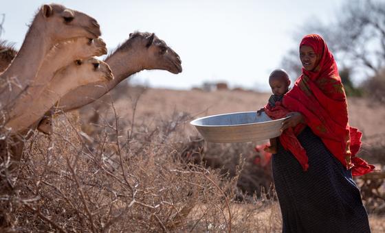 زنی در منطقه سومالی در اتیوپی به دام های خود غذا می دهد.