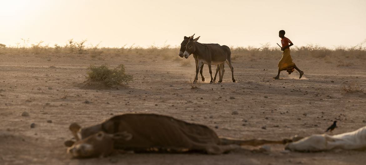 在埃塞俄比亚东南部受干旱影响的地区，一个男孩牵着他的驴回家。
