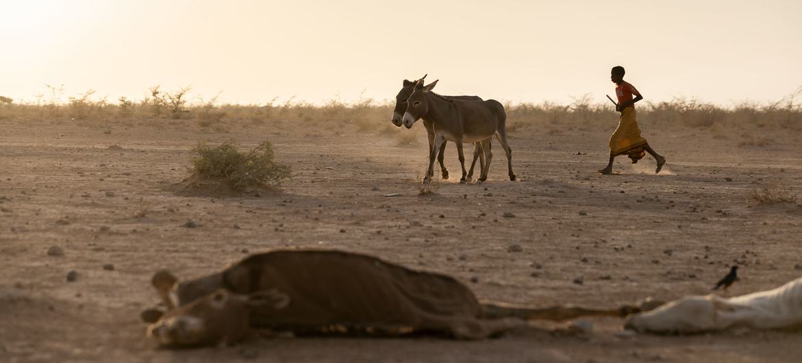 A boy leads his donkeys home in a drought affected area in south east Ethiopia.