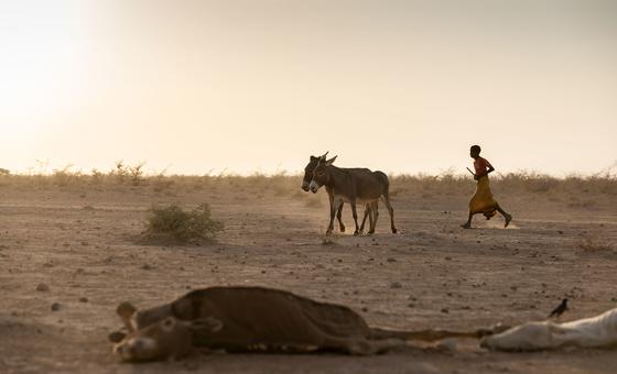 پسری الاغ های خود را در منطقه ای در جنوب شرقی اتیوپی که دچار خشکسالی شده است به خانه می برد.