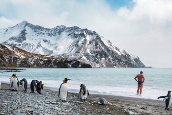 A man prepares to swim as penguins frolic on a beach in Antarctica.