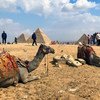 Camels and their guides, take a break from giving rides to tourists, at the famous ancient Egyptian pyramids of Giza.