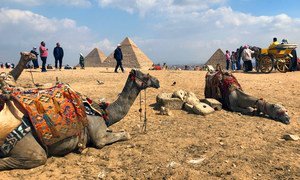 Camels and their guides, take a break from giving rides to tourists, at the famous ancient Egyptian pyramids of Giza.