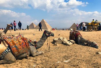 Camels and their guides, take a break from giving rides to tourists, at the famous ancient Egyptian pyramids of Giza.
