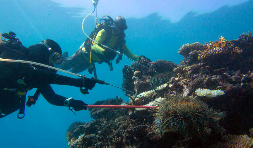 Unos biólogos marinos inspeccionando arrecifes de coral.
