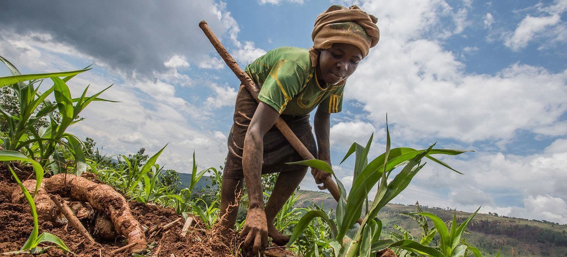 रवाण्डा के पूर्वी हिस्से में एक महिला अपने खेत में काम करते हुए. विश्व खाद्य कार्यक्रम (WFP) उस क्षेत्र में छोटे स्तर के किसानों की मदद कर रहा है.