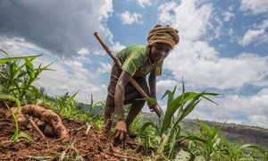 卢旺达东部的一名妇女在世界粮食计划署帮助小农计划的田地里种庄稼。