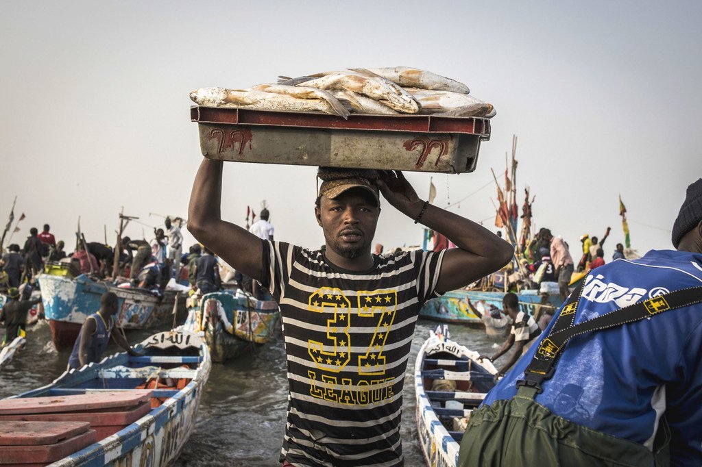 Los pescadores senegaleses descargan el pescado de sus barcos para venderlo en los mercados locales y exportarlo a otros países.
