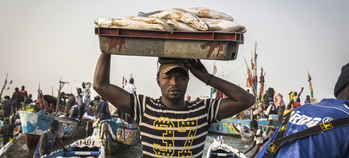 Des pêcheurs sénégalais débarquent les poissons de leurs bateaux pour les vendre sur les marchés locaux et les exporter vers d'autres pays