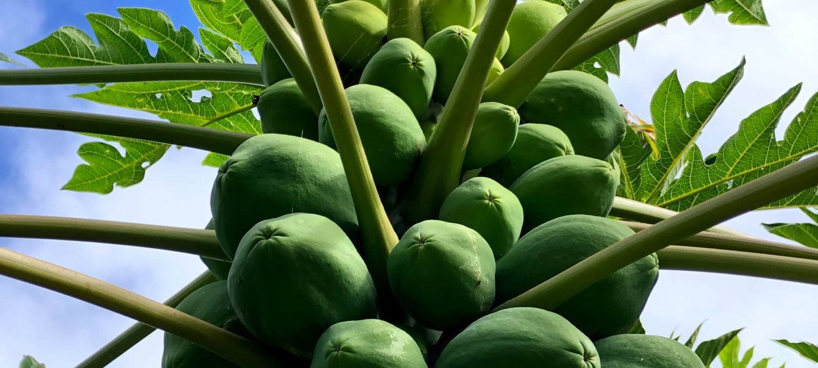 Las papayas es una de las frutas que crecen en abundancia en el clima tropical de Hawai. 