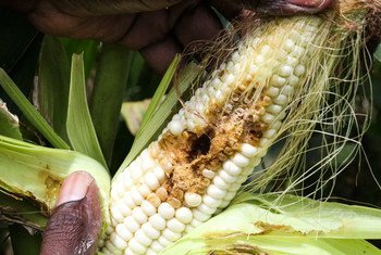 A maize crop is attacked by the fall armyworm in Goromonzi, Zimbabwe.
