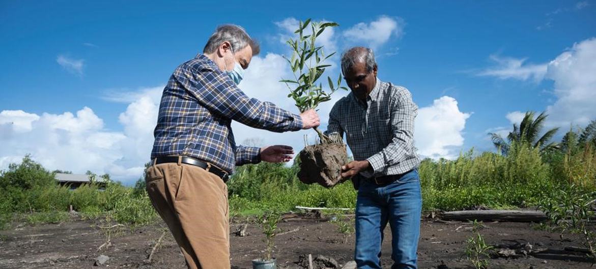 UN Secretary-General António Guterres plants a young mangrove tree at the Weg Naar Zee mangrove restoration site in Suriname. 