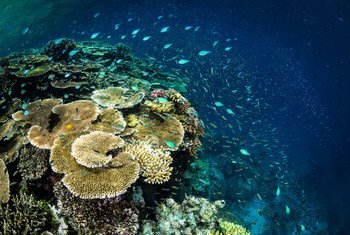 По данным ООН, около 50 процентов коралловых рифов пострадали в результате деятельности человека.