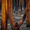 Canguru e filhote sobreviventes de incêndio nas florestas de Mallacoota, Austrália. 