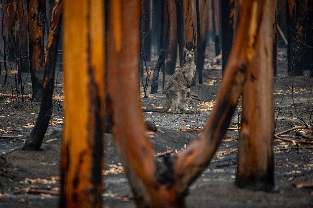 Los incendios forestales en Australia son un muestra más del avance del cambio climático.