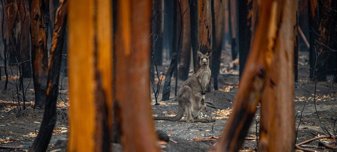 Canguru e filhote sobreviventes de incêndio nas florestas de Mallacoota, Austrália. 