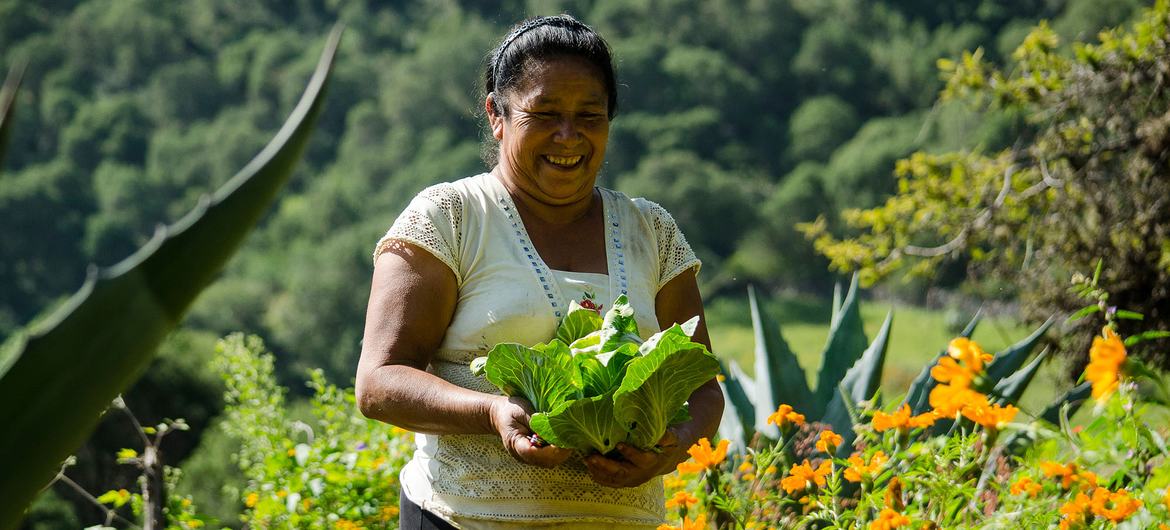 Une habitante de la Sierra Gorda ramasse les légumes produits dans le cadre d'un projet durable. 