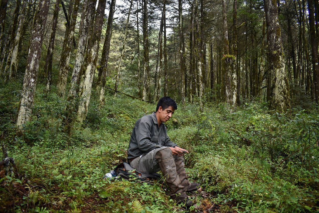 Juan Hernández, ingeniero forestal, hace mediciones para un inventario de carbono en el bosque de la Sierra Gorda.