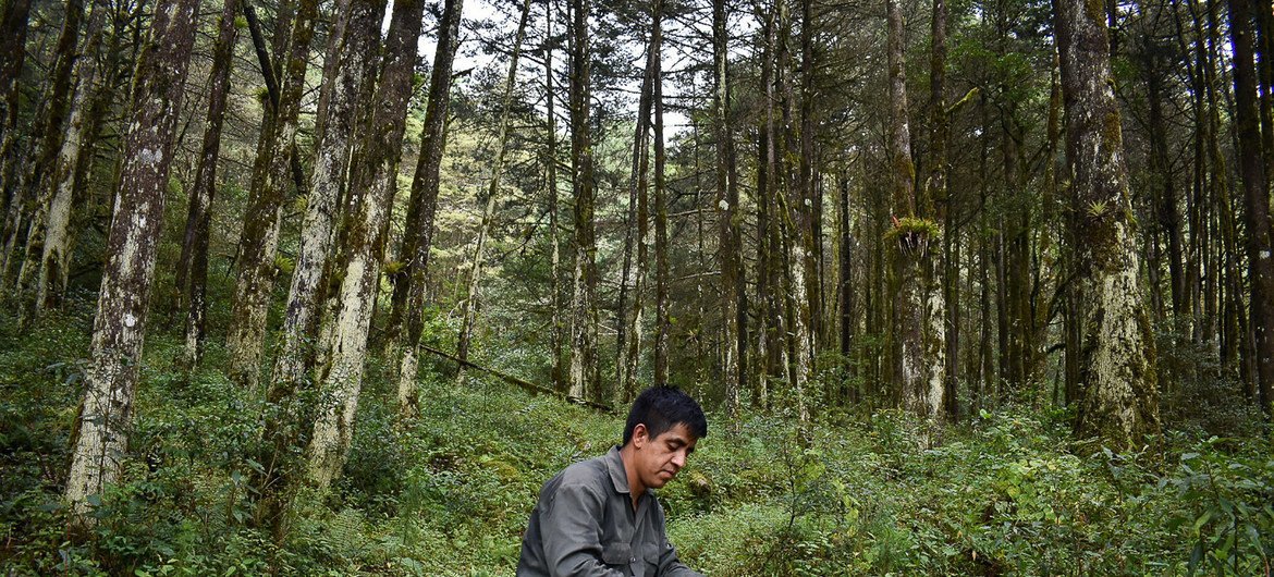 Juan Hernández, ingeniero forestal, hace mediciones para un inventario de carbono en el bosque de la Sierra Gorda.