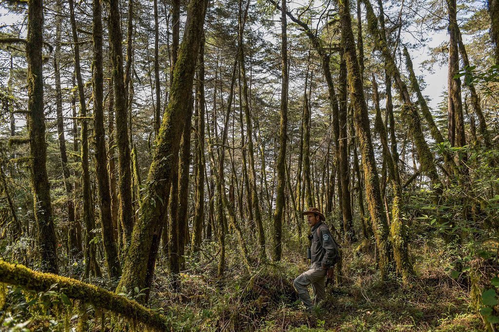 Miguel Flores Pedraza, productor campesino de la Sierra Gorda, observa cómo se va rehabilitando el bosque gracias a los proyectos de Pago por Servicios Ambientales, de los cuales es participante.