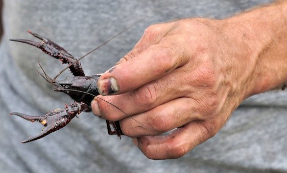 Crawfish, are small freshwater crustaceans which resemble lobsters.