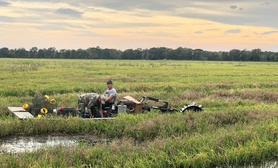 Crawfish pots are planted in a rice field in the Louisiana countryside. 