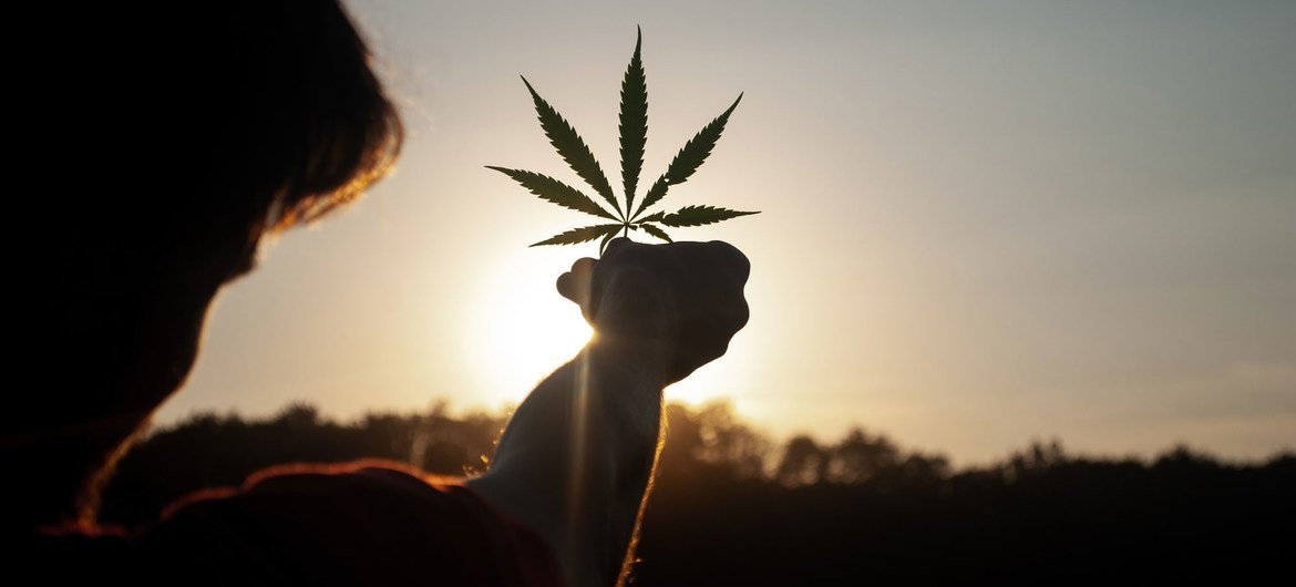 An industrial hemp field in Pitomača, Croatia.