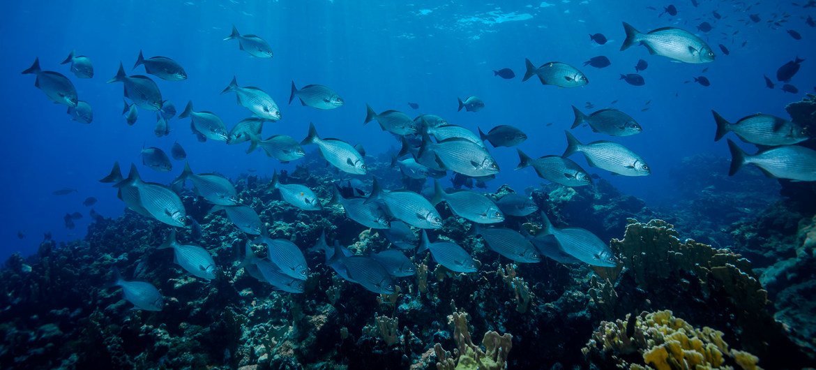 A school of fish in Quintana Roo, on the Yucatán Peninsula's Caribbean coast of  Mexico.   