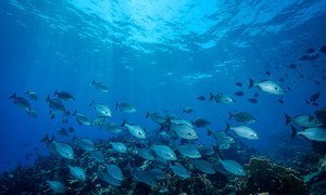 墨西哥尤卡坦半岛加勒比海岸金塔纳罗奥的一群鱼。